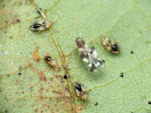 Andromeda Lace Bug photo 4