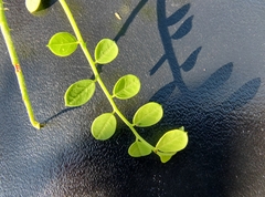 Diphysa occidentalis