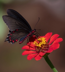 Parides montezuma