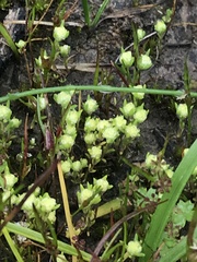 Siloxerus multiflorus