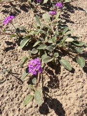 Abronia villosa