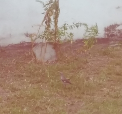 Mimus polyglottos