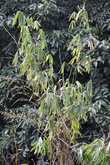 Bambusa oldhamii