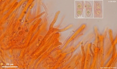 Dacrymyces corticioides