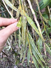 Epidendrum tandapianum