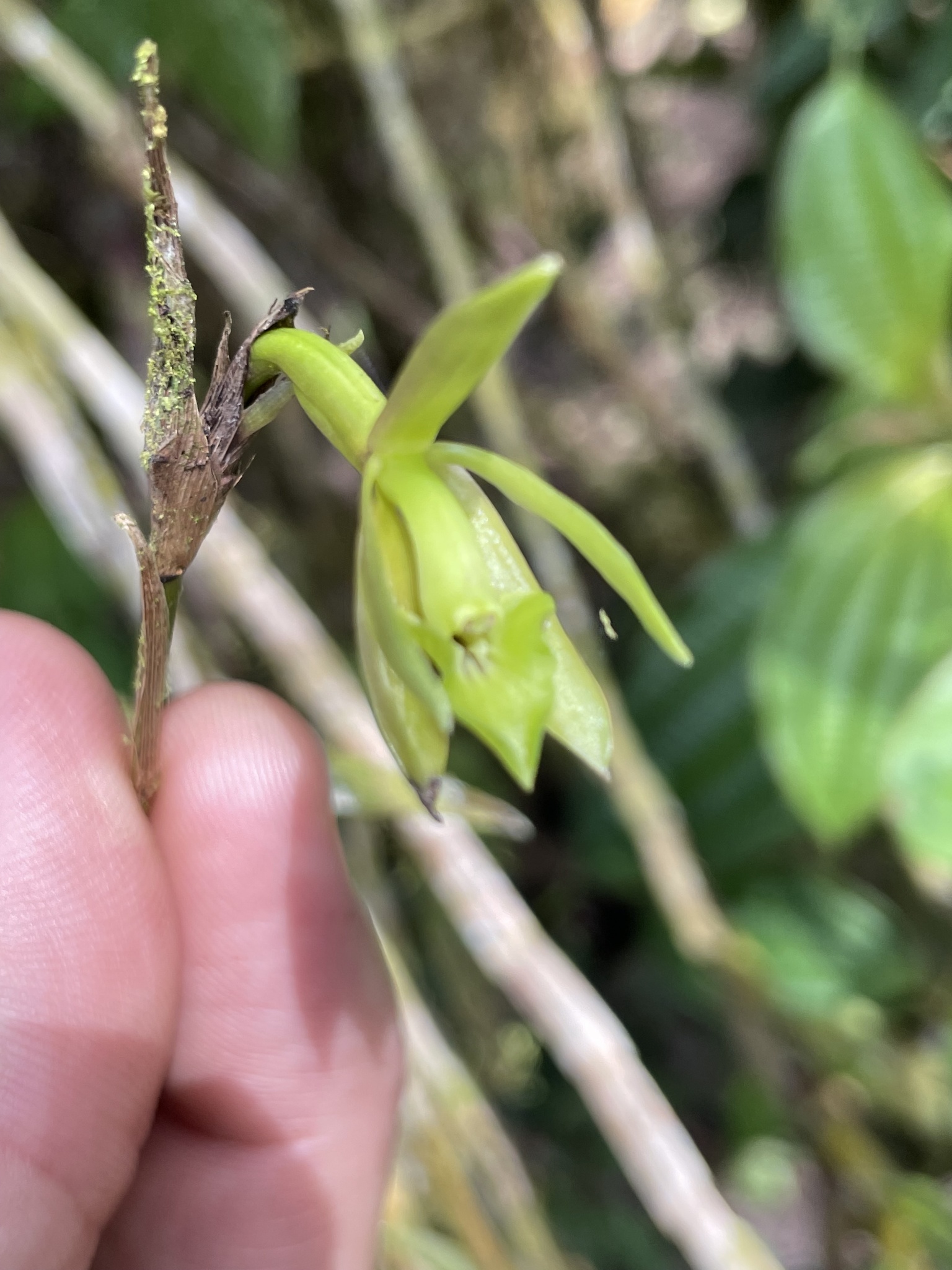 Epidendrum tandapianum Dodson & Hágsater 2