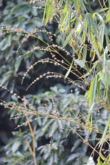 Bambusa oldhamii