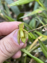 Epidendrum tandapianum