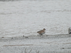 Anas crecca carolinensis