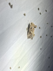 Argyrogramma verruca