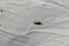 Eucopina tocullionana