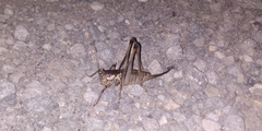 Tettigoniinae