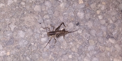Tettigoniinae