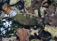 Cheilinus trilobatus