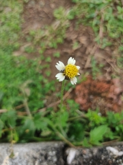 Tridax