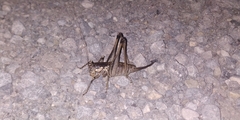 Tettigoniinae
