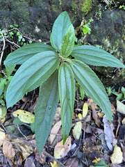 Boehmeria densiflora