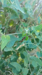 Tropidothorax sternalis