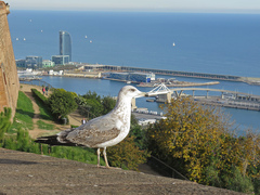 Larus michahellis