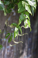 Tetrastigma hemsleyanum