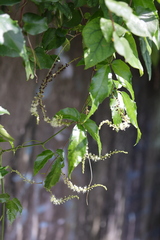 Tetrastigma hemsleyanum