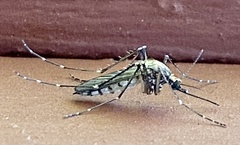 Aedes