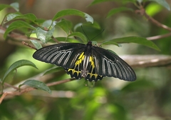 Troides aeacus