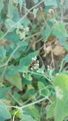 Tropidothorax sternalis