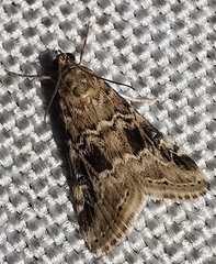 Hellula undalis
