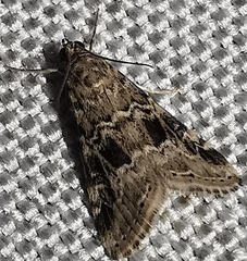 Hellula undalis