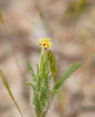 Podotheca angustifolia