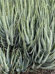 Aloe humilis