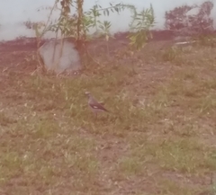 Mimus polyglottos