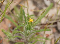 Podotheca angustifolia