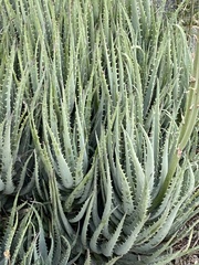 Aloe humilis
