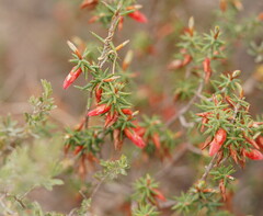 Stenanthera conostephioides
