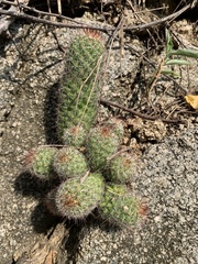 Mammillaria mazatlanensis