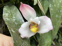 Maxillaria grandiflora