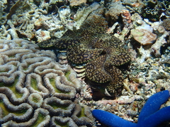 Tridacna noae