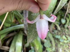 Maxillaria grandiflora