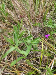 Verbena rigida