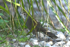 Dasyornis brachypterus