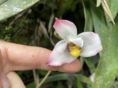 Maxillaria grandiflora