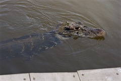 Melanosuchus niger