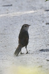 Dasyornis brachypterus