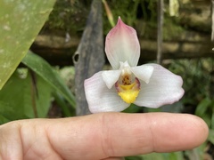 Maxillaria grandiflora