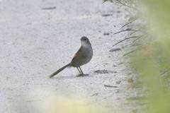 Dasyornis brachypterus