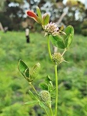 Trifolium glomeratum