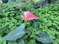 Anthurium