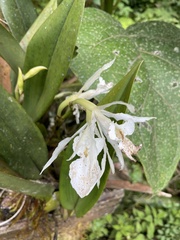 Trichopilia fragrans